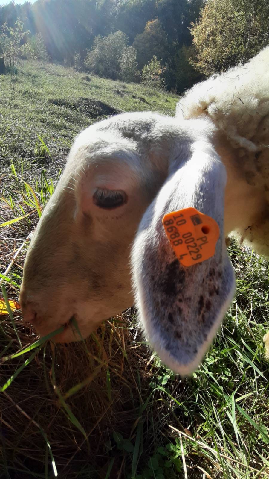 ofi's profile picture